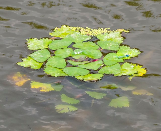 Vesikastanja